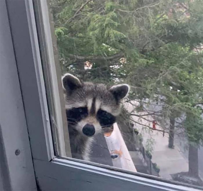 This Goldilocks Broke In To My House. She Found The Guest Bed Too Soft, My Bed Too Hard, But The Pile Of Clothes In My Closet Just Right. This Picture Was Taken Just After She Was Shooed Out Of Another Window.