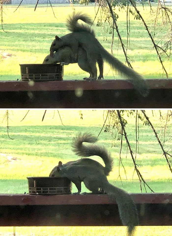“Let Me Just Get A Closer Look At How You Drink Out Of The Water Bow” Nothing Weird Here, These Are Siblings. See? They Figured Out How To Share The Water