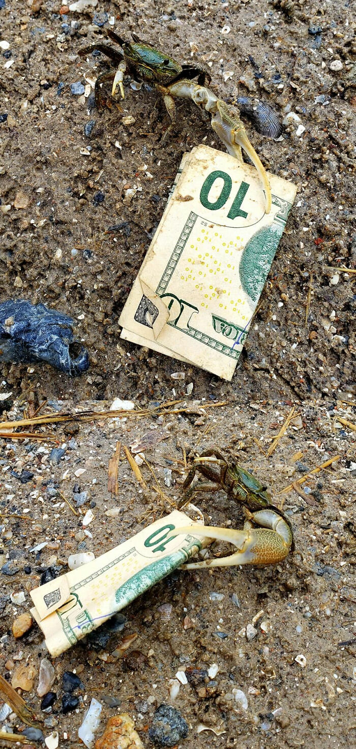 Hey Mr Krabs!! Don't Steal My 10 Bucks