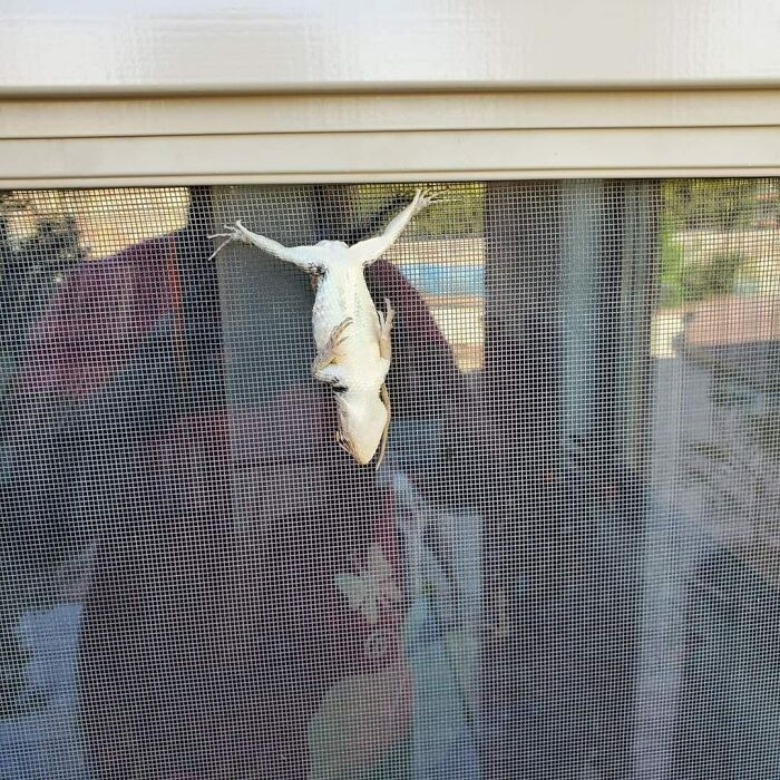 Proper Technique Of Airing Out Privies