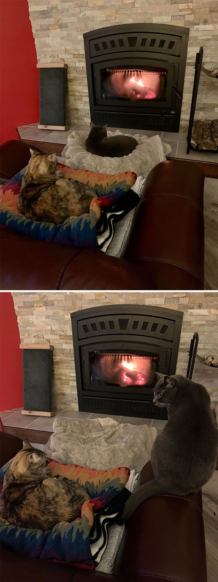 Just A Pair Of Spoiled Cats