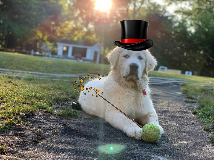 He's Not Impressed By Your Tricks