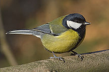 great-tit-60b88cbd1ba18.jpg