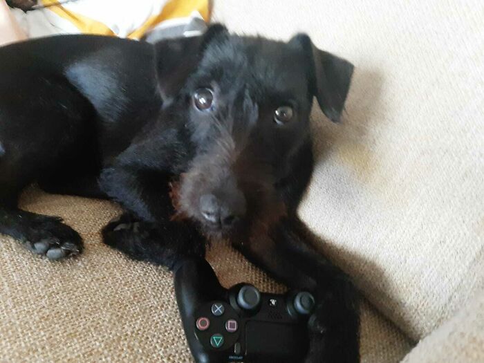 When The Brother Teaches The Dog How To Play Fifa....