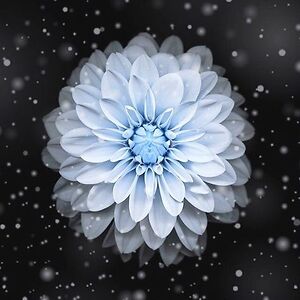 tianamirabello avatar