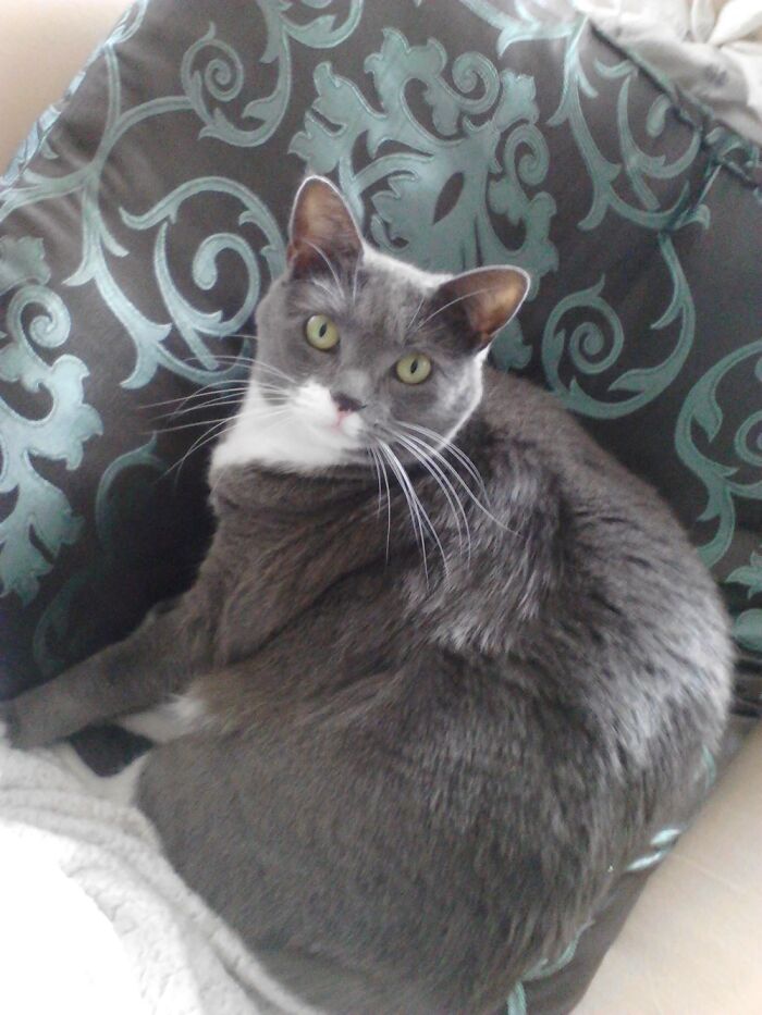 My Baby Girl Wolfsbane, Aka Wolfie, Named After The Flower