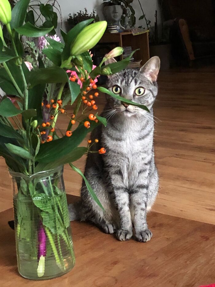 Lord Gazorpazorp Babaganoush Aka Gaz. We Get Some Laughs At The Vets Office