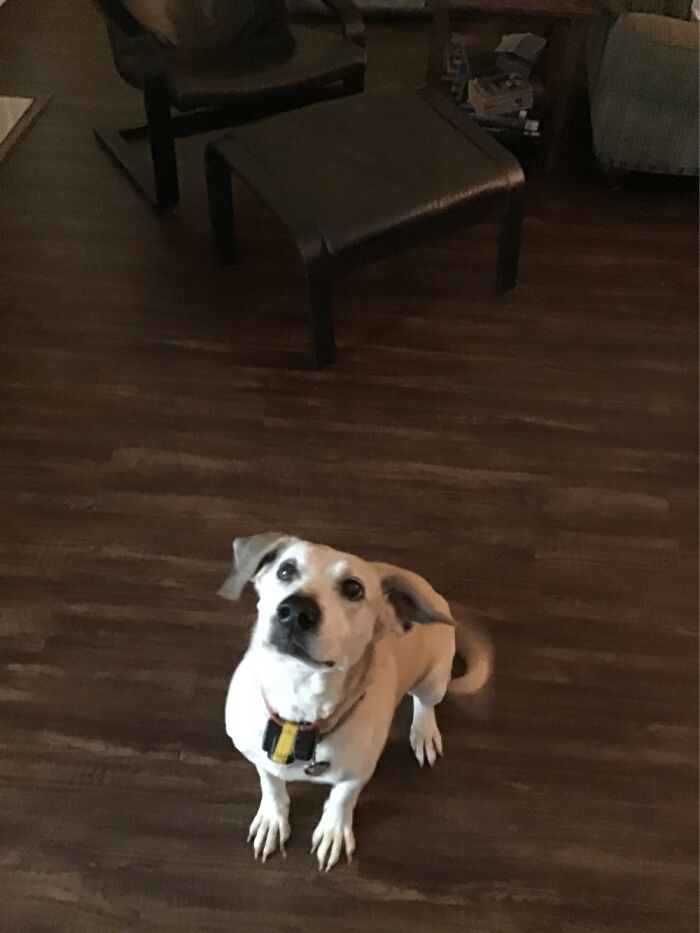 My Dog, Named After Cookies. Snickerdoodle Cookies.