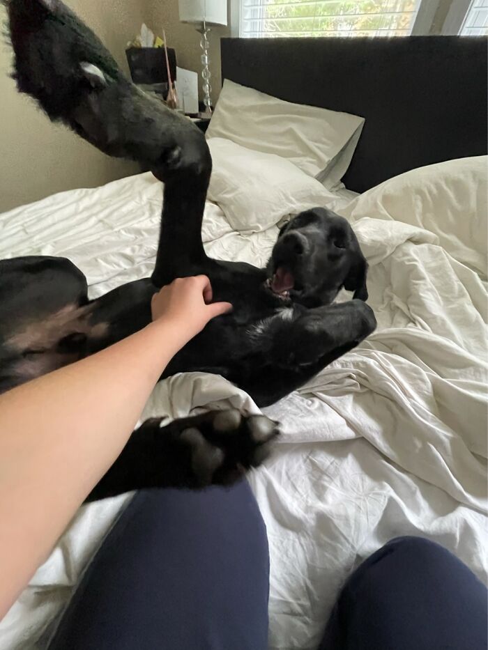 Auggie Because He Was Born In Augusta And We Just Liked It