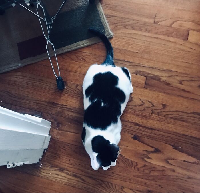 This Is Little Cow. The Cat That Looks