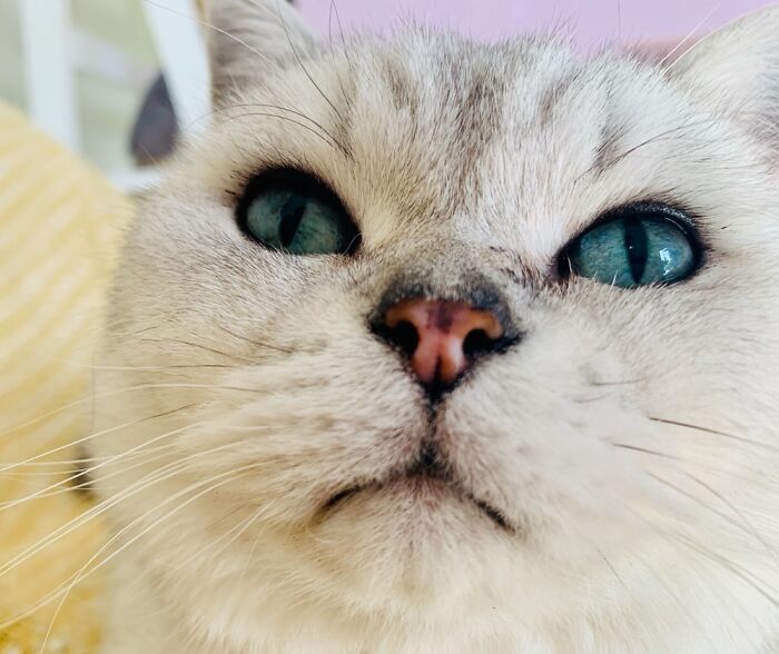 Tarquin Fernando. After A UK Comedy Character Who Is Never Seen Onscreen And A Random Abba Song