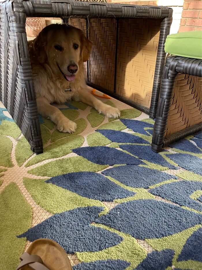 Watson, Named After Dr. Watson From Sherlock Holmes.