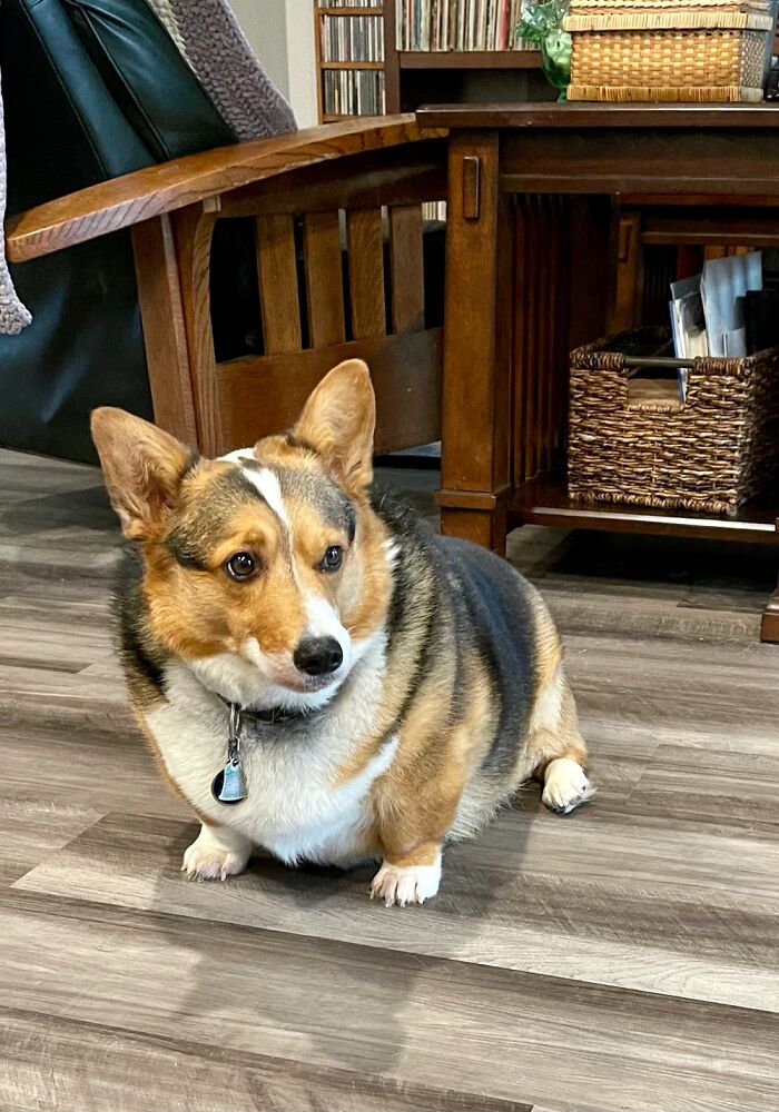 Scooter Mcmuffin Paws. Because His Little Feet Are Like Muffins