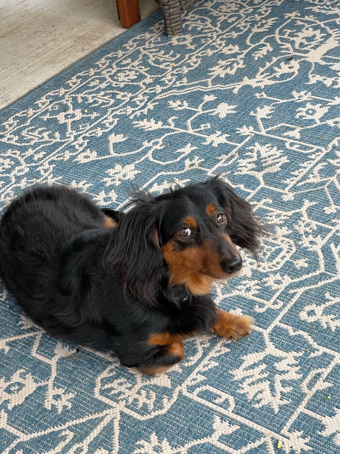 Puffy Tutu Because He Was Names By A Then 9 Year Old Who Was Taking Dance Lessons