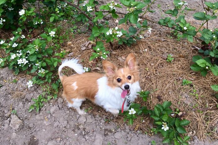 Doomed Mance Raider, Leader Of The Wildlings In Got