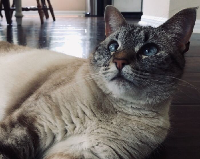 Tinxy, Named After A Lynx For Her Looks