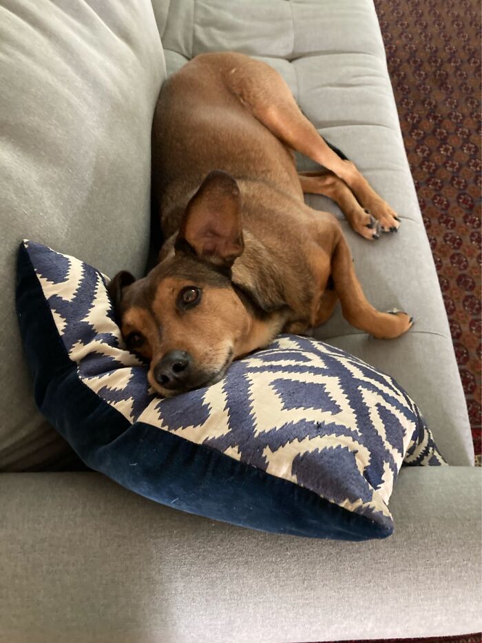 My Dog Is Named Zushi And When We Got Him We Lived In The Japanese Prefecture Of Higashi-Zushi.