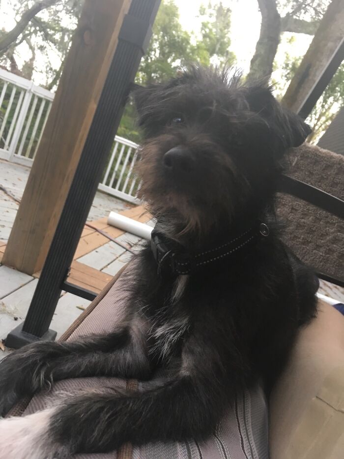 This Is Sirius, Named After The Dog Star - Part Of Canis Major And Brightest Star In The Sky