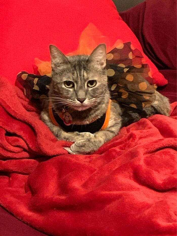 This Is Ittybitty, Officially Ittybitty (My Little Runt) Clara (Clara Barton) Haruhi (Ouran)