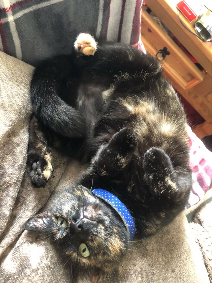 Sooty. First Collar Had An Id Tag That Said ‘For When Sooty Goes Roaming’ It Stuck.