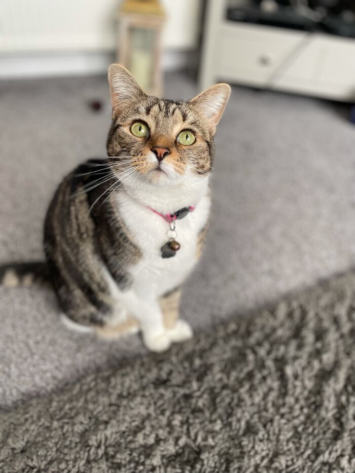 Lola, Named After The Volbeat Song, Lola Montez.