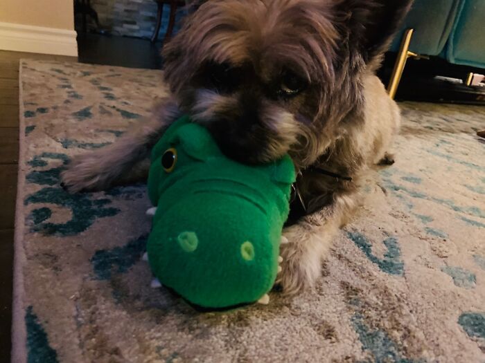 This Is Nibbler. We Named Him After A Character On Futurama. Lelas Pet That Ate Everything! 😉