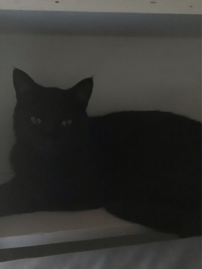 This Is Faithful, He’s Named After Faithful From The Song Of The Lioness By Tamora Pierce