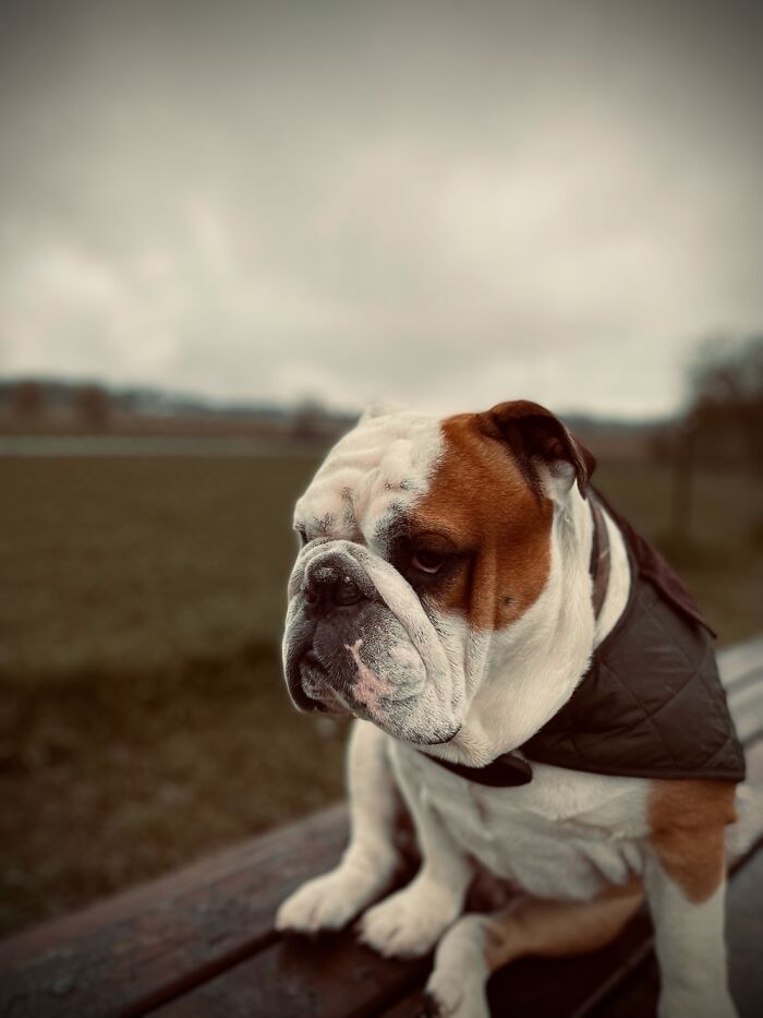 Mundungus A.k.a Dungus, Named After Mundungus Fletcher From Harry Potter.