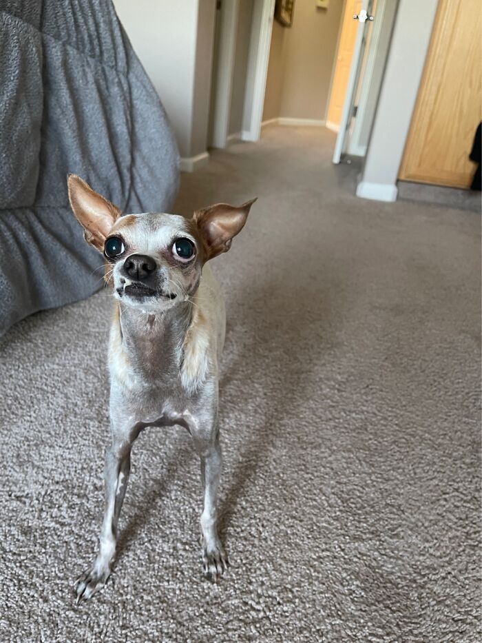 This Is Giggles. The Shelter Named Her For The Reactions She Gave Everyone Who Met Her!