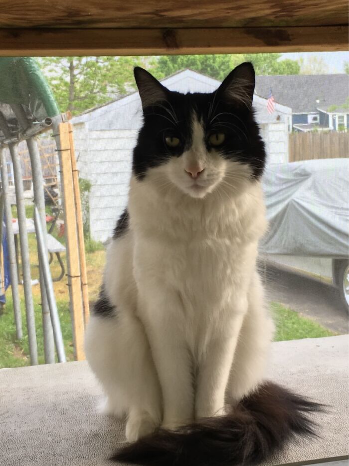 This Is Junior Or Juju Bee. She Wasn’t Happy The Birds Flew Away. My Bad