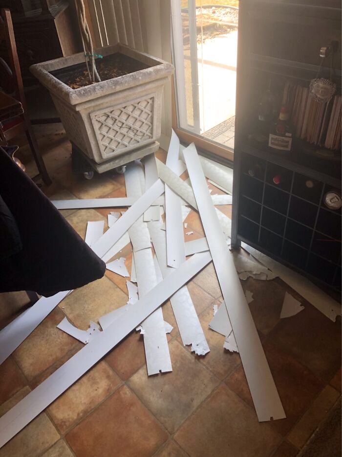 Came Home To Find This, New Rescue Chihuahua Mix With Separation Anxiety..who Knew?