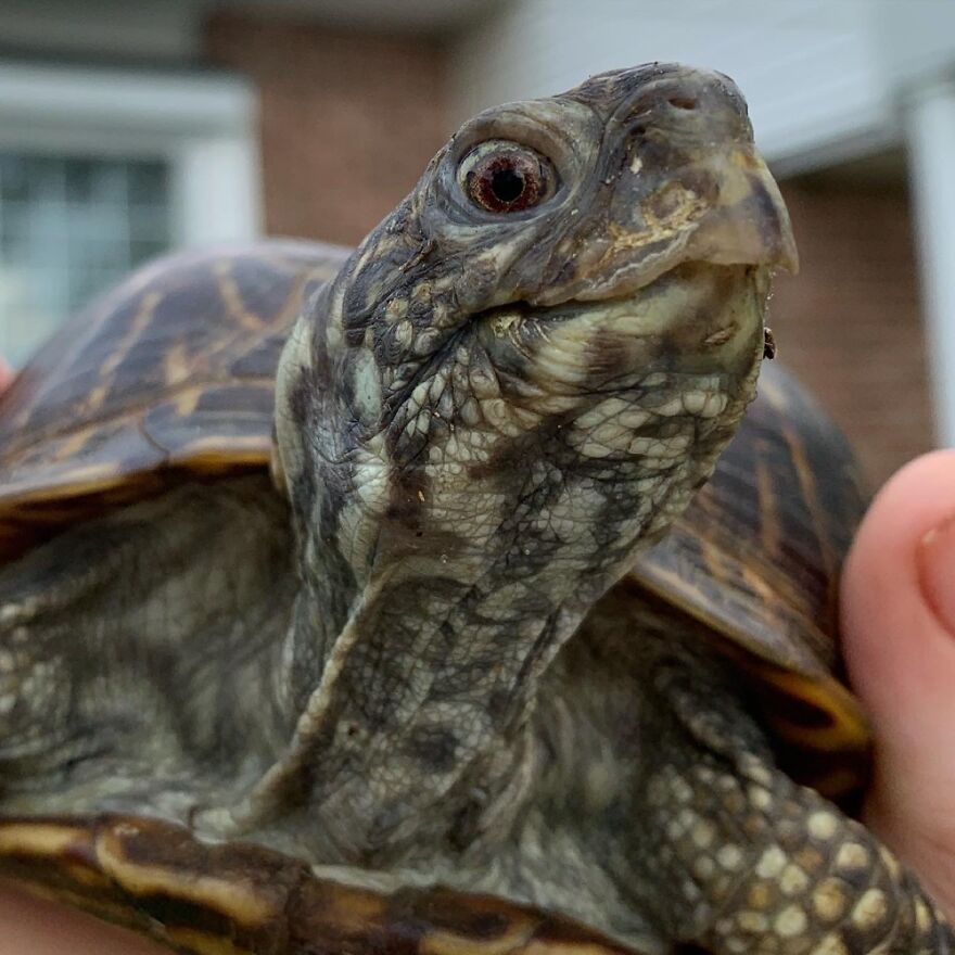 Eastern Ornate Box Turtle Extending Her Neck
