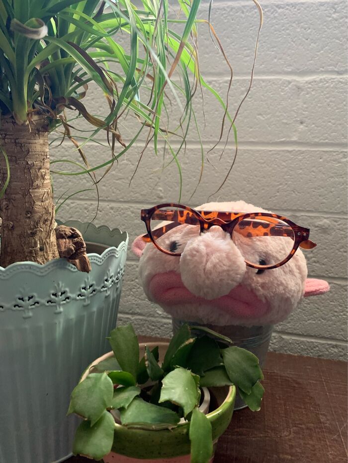 I Use Blobby The Blobfish As A Reading Glasses Holder So I Always Know Where To Find Them.
