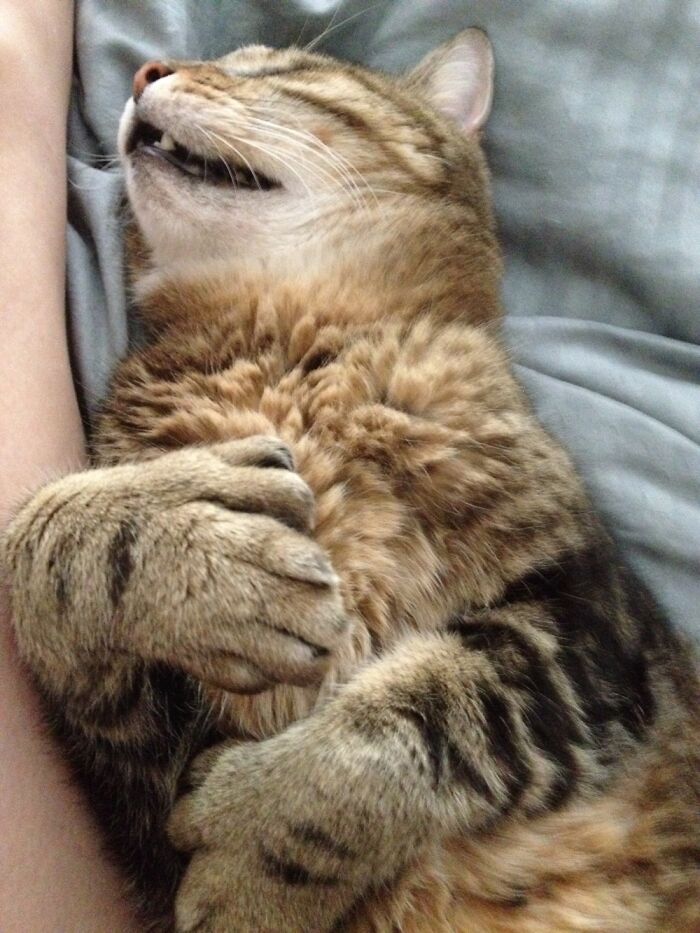 Fraiser Napping. I Absolutely Adore The Fact That He’s Polydactyl.