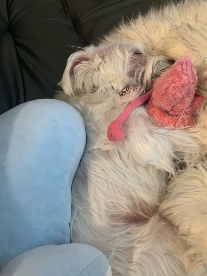 This Is Bea!! Love Toys… When She Doesn’t Have A Toy She Gets Lizards From The Yard 🤦🏻‍♀️🥰