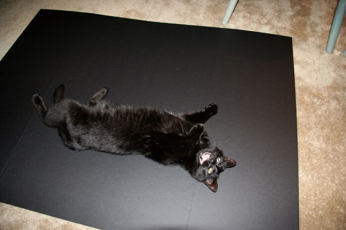 I Love Poster Board! I Don’t Know Why!