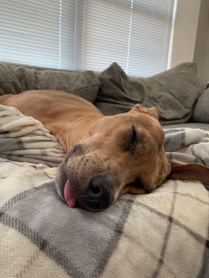 After A Hard Days Work Watching The Hooman Work.