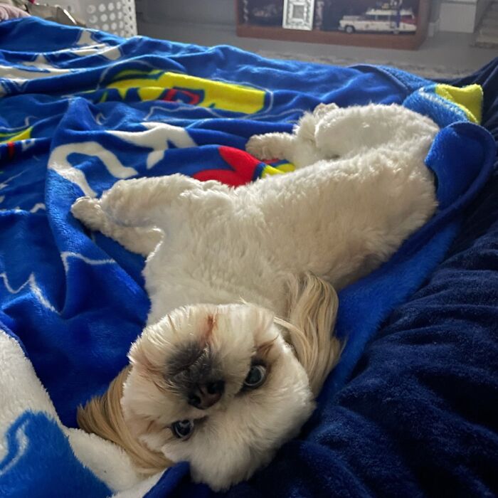 My Boy, Sinatra, Asking For Belly Rubs And Head Scratches.