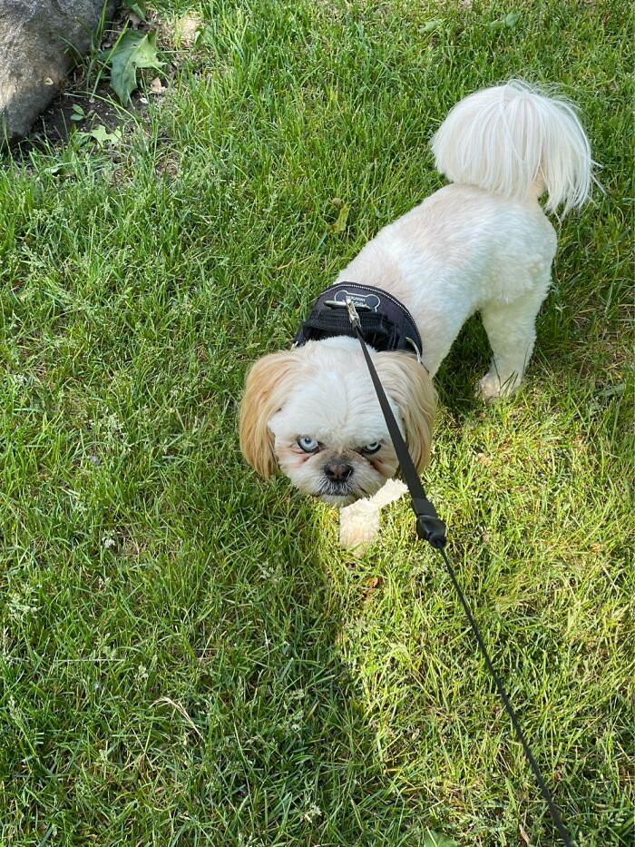My Dog, Sinatra, Looking Mad That I Said It’s Time To Go In.