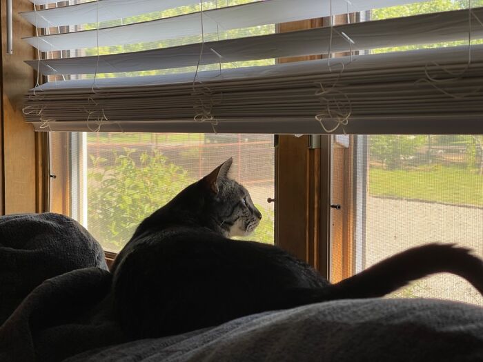 Our Neighbor’s Cat, Lucy.