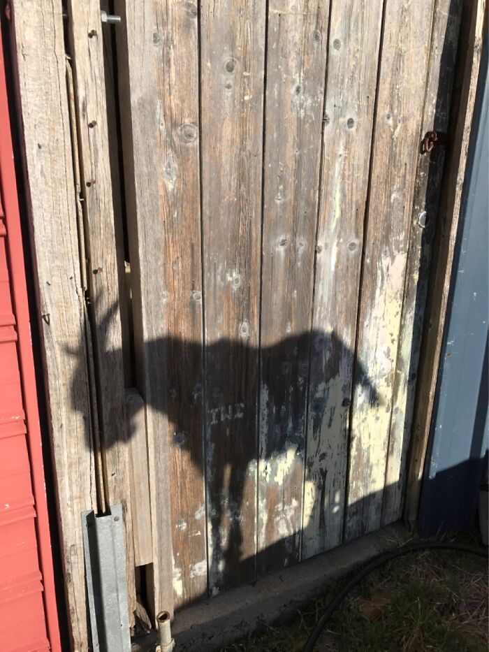 He Is My Shadow When I Go Outside