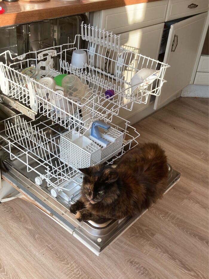 Silly Cat Being Silly