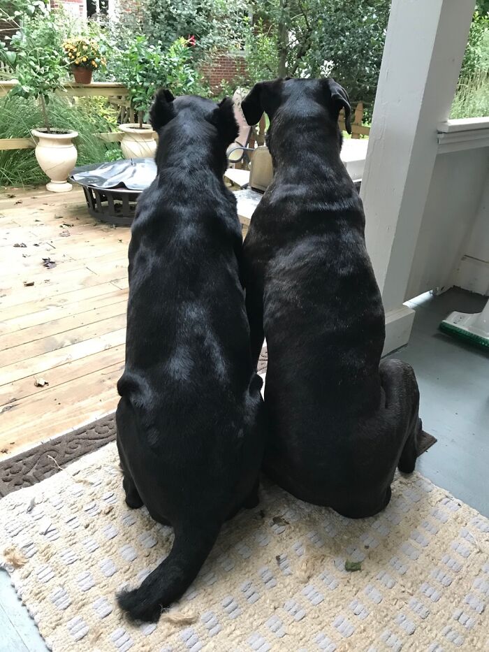 Rescued A Year Apart, Now Inseparable.