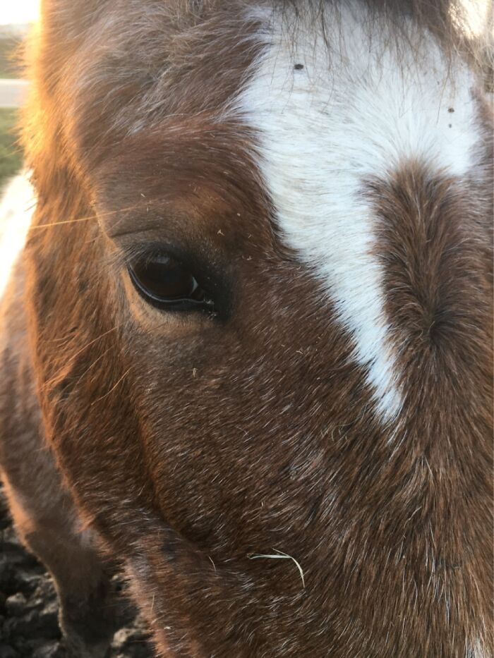 Not Mine, But A Horse At The Riding Stable I Go To. Her Name Is Mia.