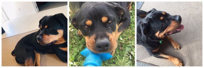 Couldn’t Choose Just One, So Here’s Three! (And Yes She’s A Rottweiler, But A Very Good Girl!)