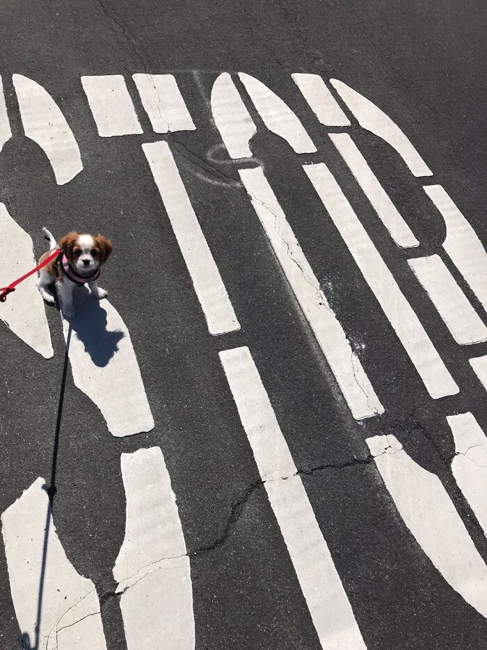 “Yes! Good ‘Stop!’ Baby Girl!!!”