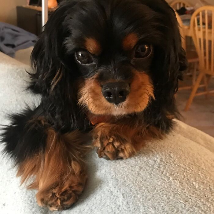 Looks Innocent, But This Clever Boy Gets Into Mischief Any Time You’re Not Looking!