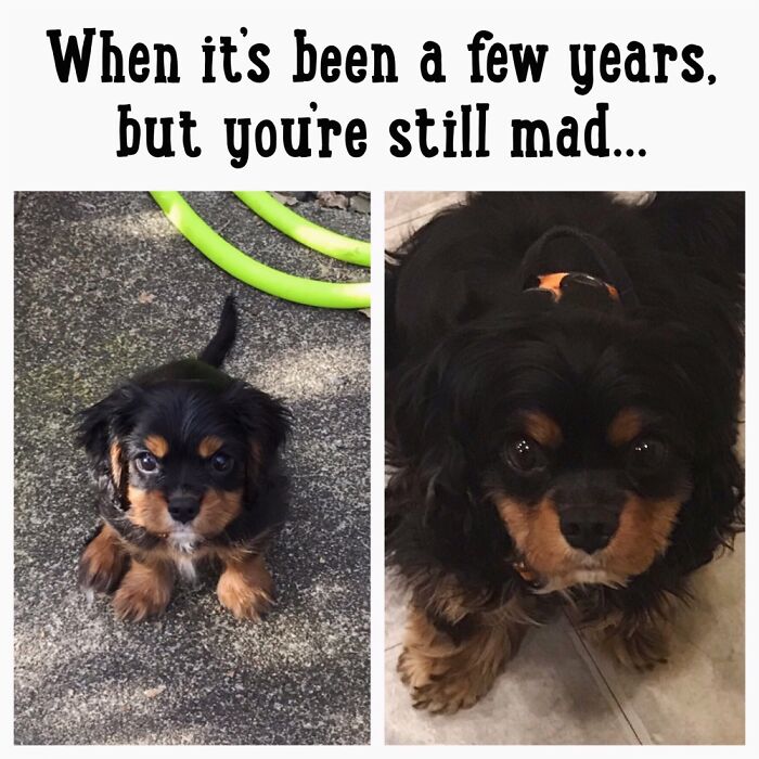 Why Is It That No One Takes You Seriously When You’re So Heckin Cute?!?!