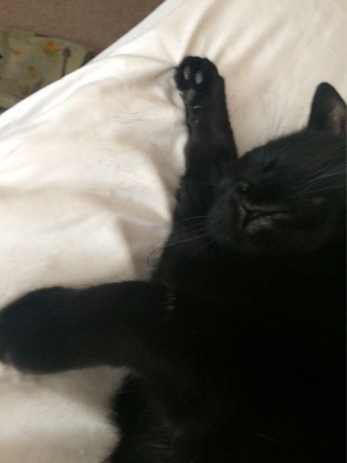 I Scrolled Randomly Through It And Landed On This Photo Of My Cat!