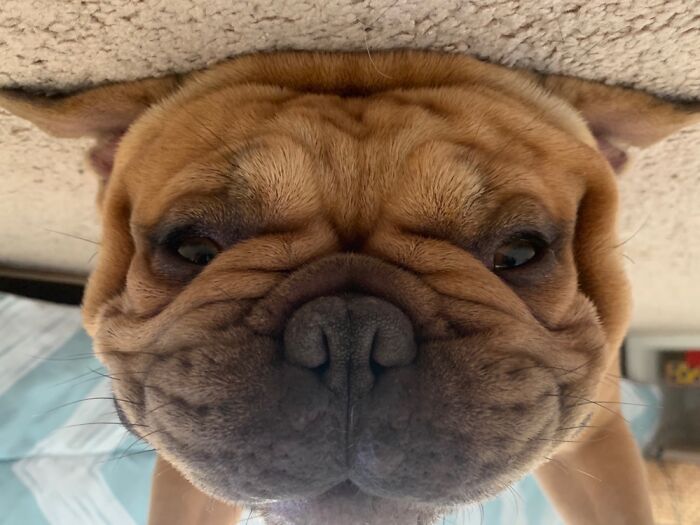 My Diesel Swears He’s Not A Lazy Frenchie. Just Loves Sleeping Upside Down